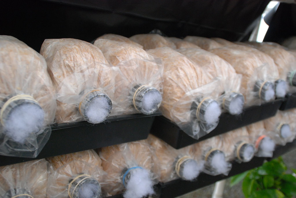 Bolsas de cultivo con filtro de intercambio de gas, colonizadas con micelio