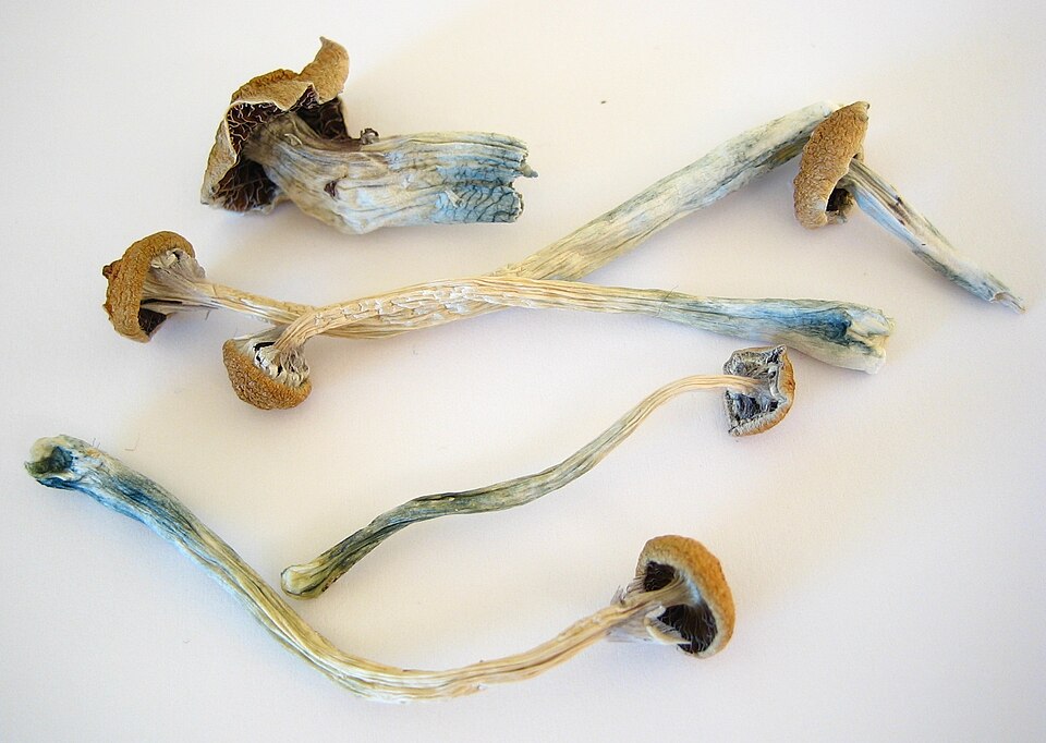 Ejemplares secos de Psilocybe cubensis mostrando la coloración azul-verdosa característica de la oxidación de psilocina