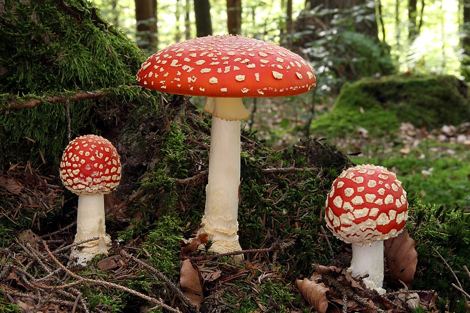 Amanita muscaria a Erbach, Ringingen, districte d'Alb-Donau, Alemanya. Autor: Holger Krisp