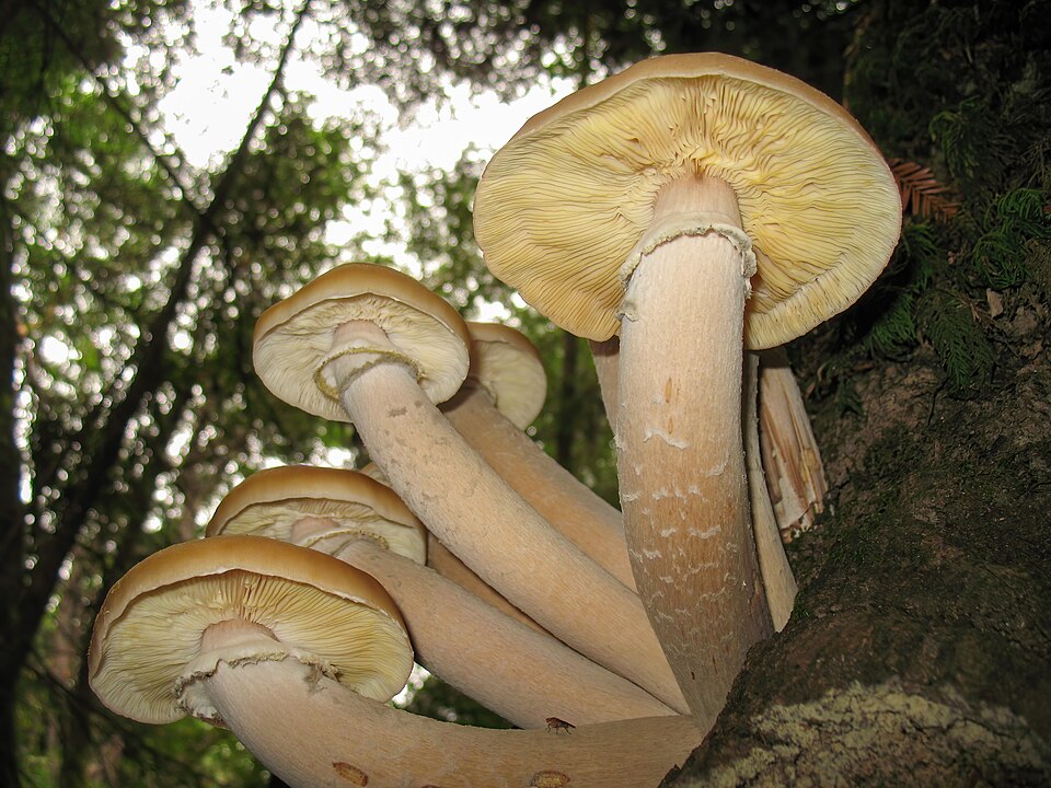 Armillaria ostoyae photographed in Santa Cruz, California.
