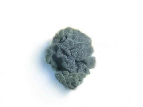 Cladosporium cladosporioides es un hongo que puede producir melanina.