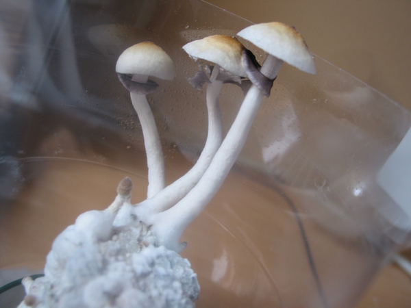 Psilocybe cubensis con el velo parcial rompiéndose, en el punto óptimo de cosecha