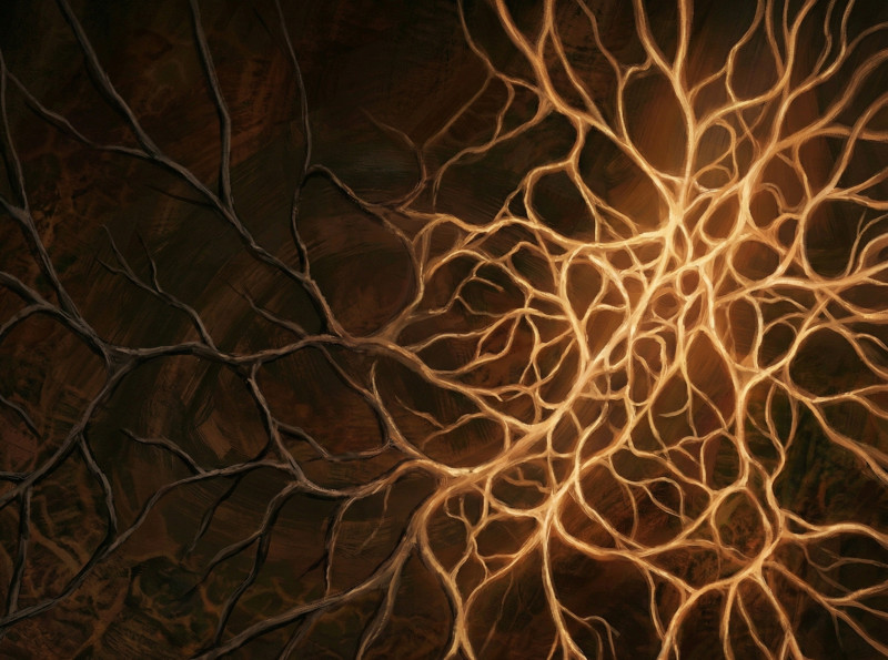 El envejecimiento reduce la complejidad de las conexiones cerebrales. Es uno de los procesos donde la evidencia sobre psilocibina es más sólida.