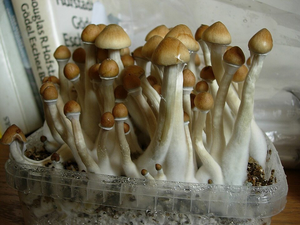 Cultiu domèstic de Psilocybe cubensis