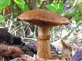 Gymnopilus junonius creixent sobre un soc de Pinus radiata mort, a Wellington, Nova Zelanda. Autor: Tony Wills
