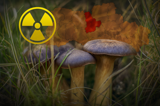 Hongos en Chernobyl