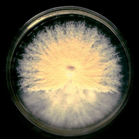 Microsporum gypseum colony