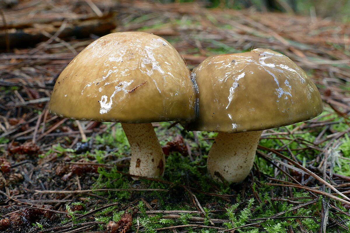 Amanita phalloides