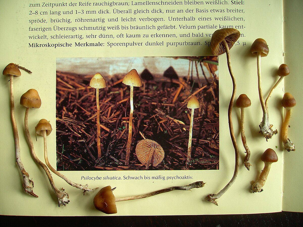 Psilocybe silvatica mushrooms