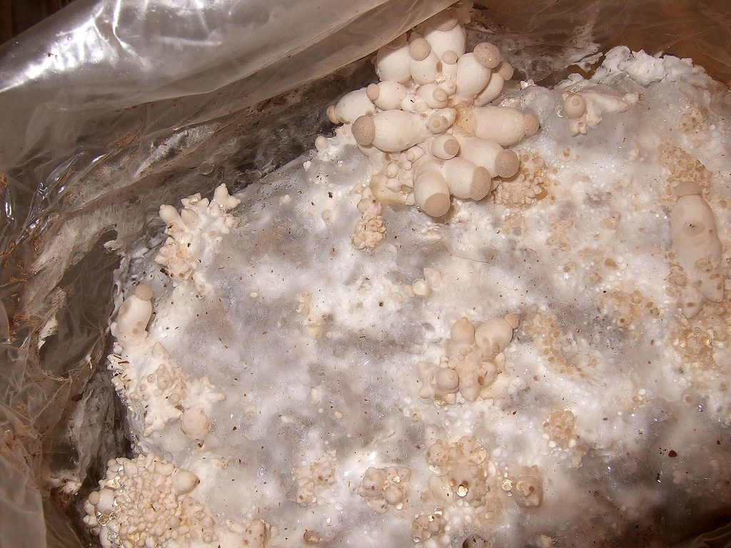 Primordios de Psilocybe cubensis emergiendo en un sustrato colonizado