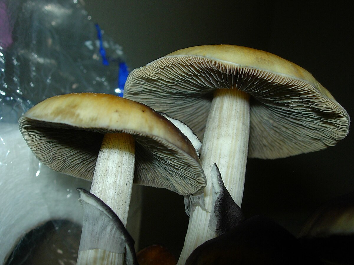 Cuerpo fructífero Psilocybe cubensis