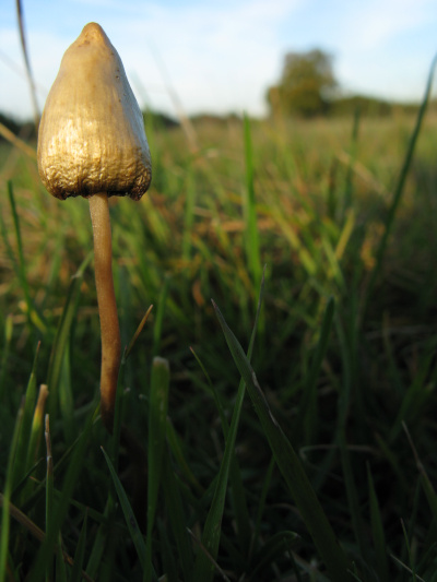 Psilocybe mushroom