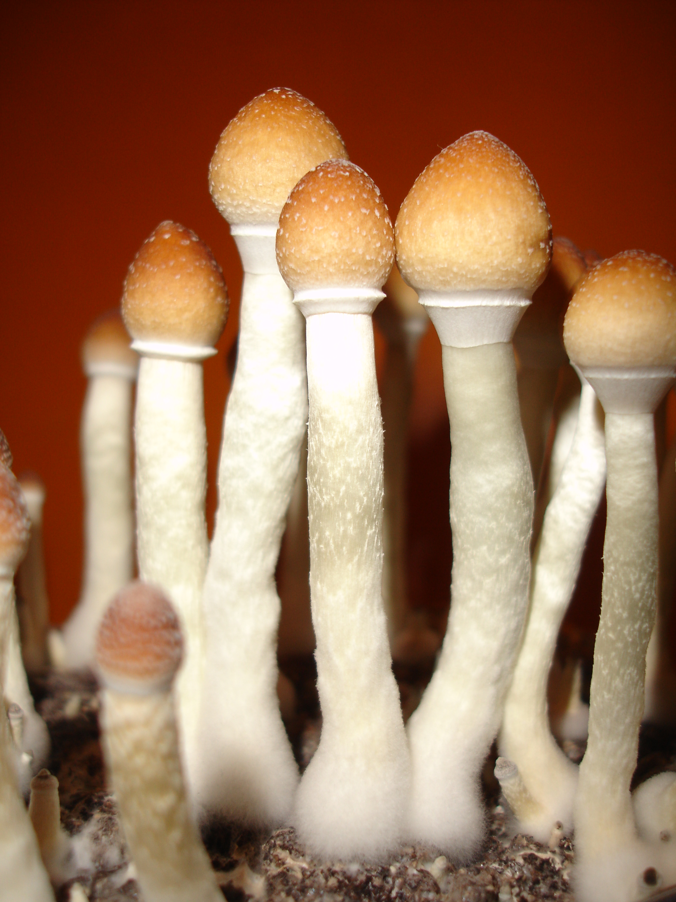 Ejemplares de Psilocybe cubensis Thai a punto de cosechar