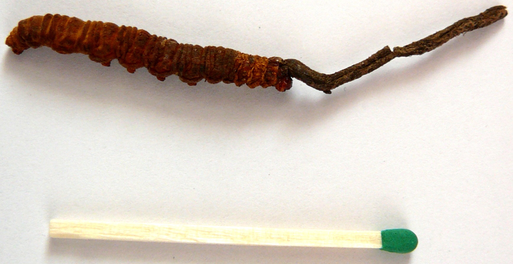 Fruiting body of an Ophiocordyceps sinensis