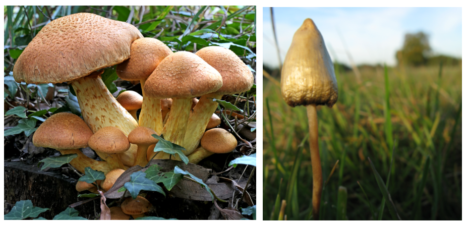 Gymnopilus junonius y Psilocybe semilanceata