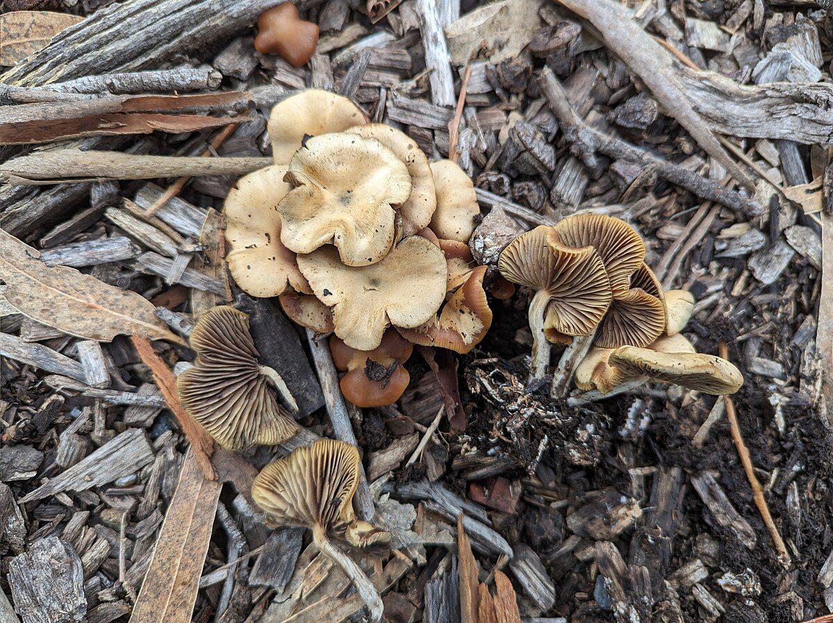 Psilocybe cyanescens creciendo sobre madera
