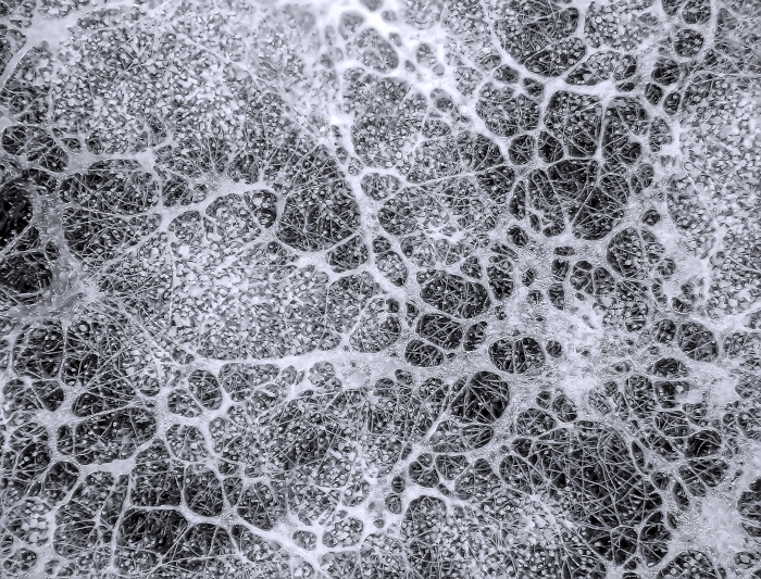 Mycelium network