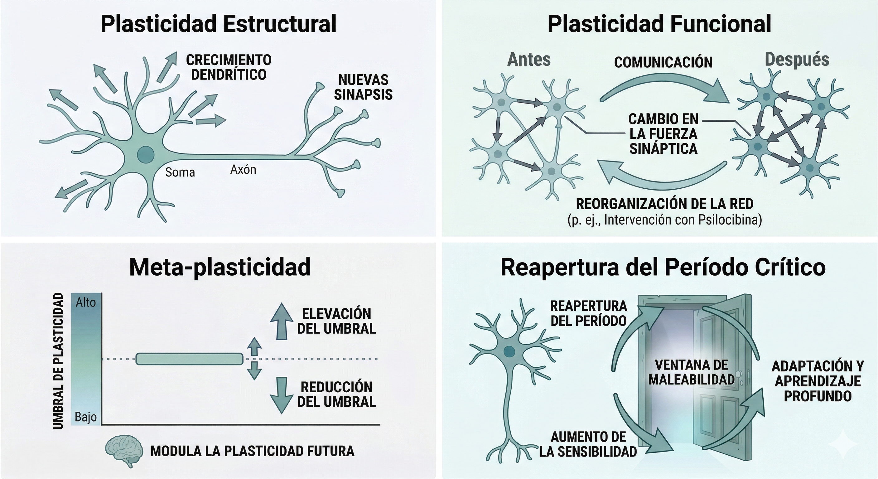 Diagrama en cuatro cuadrantes que ilustra los tipos de neuroplasticidad: plasticidad estructural, plasticidad funcional, meta-plasticidad y reapertura de periodos críticos.