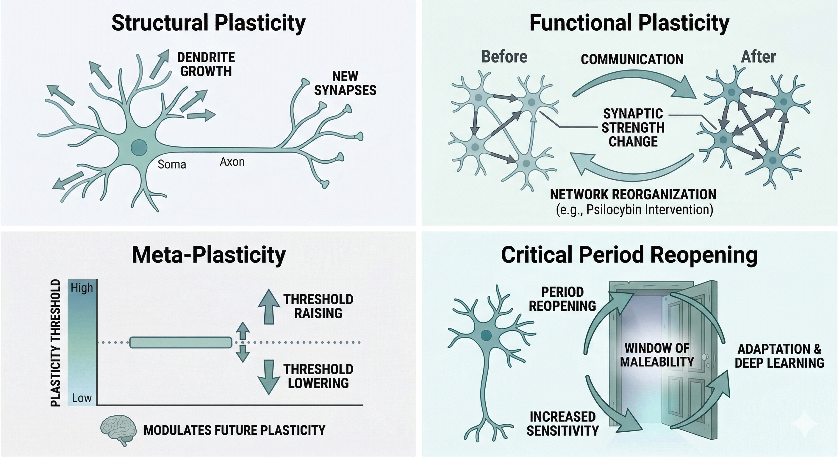 Diagram med fire kvadranter, der illustrerer typerne af neuroplasticitet: strukturel plasticitet, funktionel plasticitet, meta-plasticitet og genåbning af kritiske perioder.