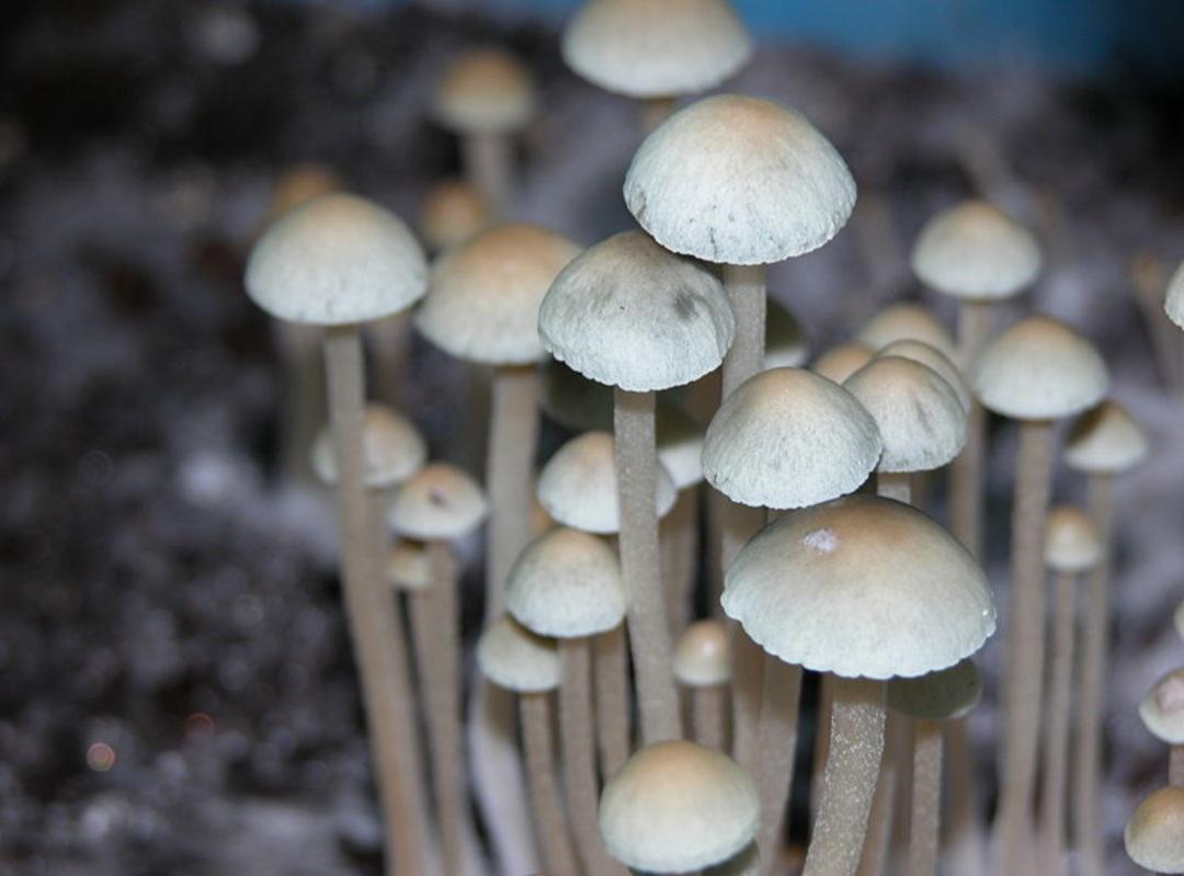 Cultiu de Panaeolus cyanescens
