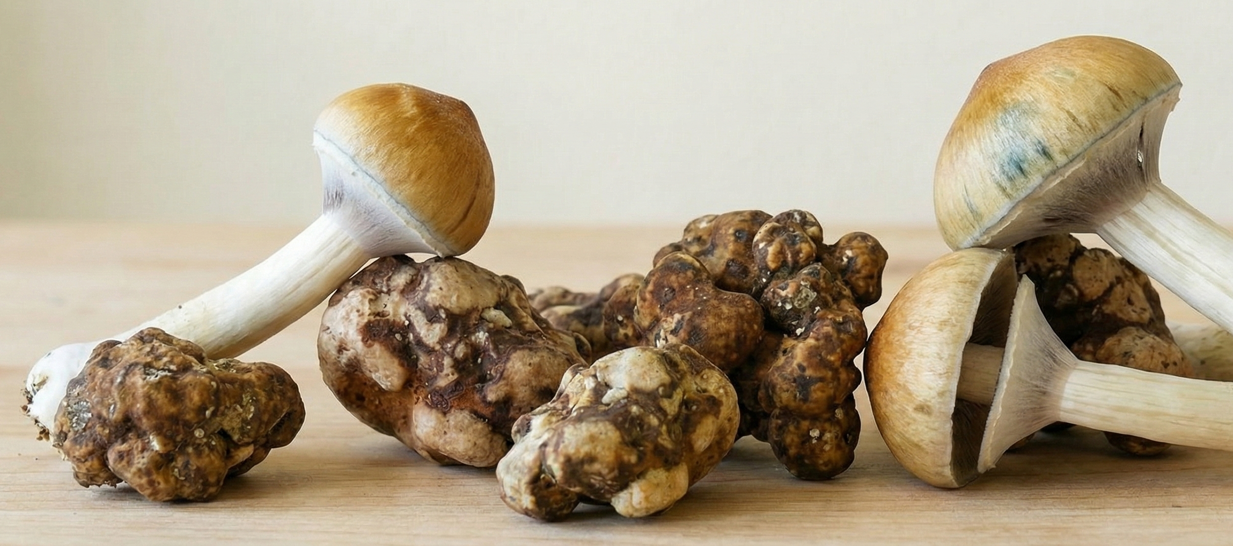 Forskelle mellem psilocybe-svampe og magiske trøfler