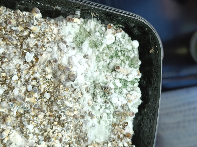 Trichoderma-Infektion in einem Pilzsubstrat
