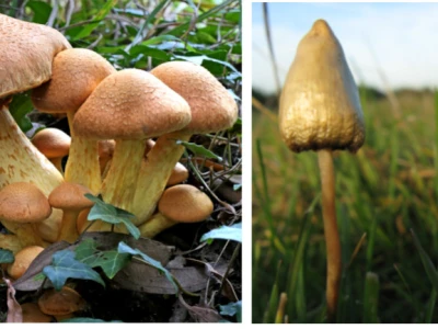 Por qué hongos separados por millones de años producen psilocibina | Mushverse