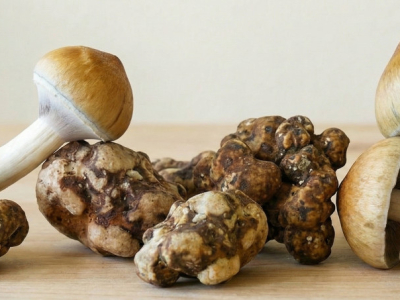 Diferencias clave entre trufas mágicas y setas psicodélicas