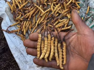 Yarsagumba: Fever for the costliest fungus devouring the Himalayas