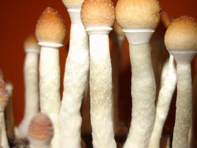 Cómo cultivar setas psilocybe en casa: guía para principiantes