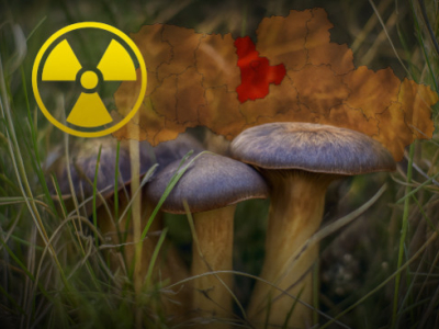 Champignons radiotrophes : des êtres vivants qui se nourrissent de radiation